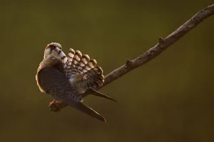 Red footed falcon (Falco vespertinus) on branch preening, at sunset Red footed falcon (Falco vespertinus) on branch preening, at sunset