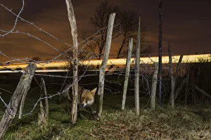 Red fox (Vulpes vulpes) adult with train in background, Kent, UK Red fox (Vulpes vulpes) adult with train in background, Kent, UK