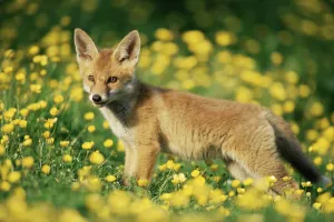 Red fox {Vulpes vulpes} cub in field of buttercups. UK Red fox {Vulpes vulpes} cub in field of buttercups. UK