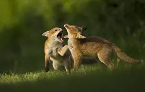 Red fox (Vulpes vulpes), two cubs play fighting. Sheffield, England, UK. May Red fox (Vulpes vulpes), two cubs play fighting. Sheffield, England, UK. May