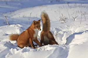 Images Dated 28th November 2007: Red fox (Vulpes vulpes) two foxes at den in deep snow, Kamchatka, Far east Russia