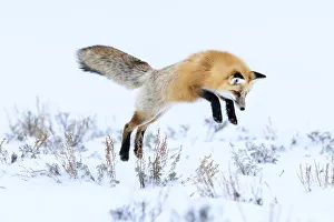 Red fox (Vulpes vulpes) in mid air, snow diving / pouncing whilst hunting for rodents Red fox (Vulpes vulpes) in mid air, snow diving / pouncing whilst hunting for rodents