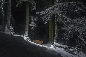 Red fox (Vulpes vulpes) at night in snow, camera trap image, Jura Mountains, Switzerland, August Red fox (Vulpes vulpes) at night in snow, camera trap image, Jura Mountains, Switzerland, August