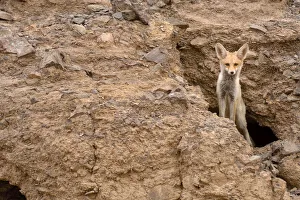 Red fox (Vulpes vulpes), peeking from a hole in rocks, Negev desert, Israel, May Red fox (Vulpes vulpes), peeking from a hole in rocks, Negev desert, Israel, May