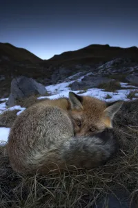 Red fox (Vulpes vulpes) resting with eyes open, Vanoise National Park, Rhone Alpes, France Red fox (Vulpes vulpes) resting with eyes open, Vanoise National Park, Rhone Alpes, France