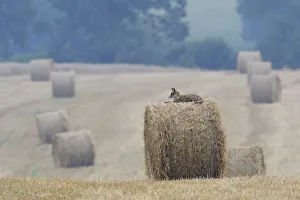 Red Fox (Vulpes vulpes) resting on straw bale in field. Vosges, France, July Red Fox (Vulpes vulpes) resting on straw bale in field. Vosges, France, July