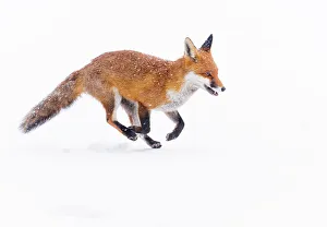 Red Fox (Vulpes vulpes) running through deep snow. London, UK. January Red Fox (Vulpes vulpes) running through deep snow. London, UK. January