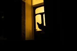 Red fox (Vulpes Vulpes) silhouetted in door to a house, North London, England, UK. June Red fox (Vulpes Vulpes) silhouetted in door to a house, North London, England, UK. June