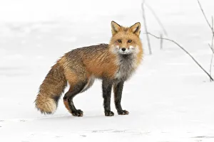 Red fox (Vulpes vulpes) on snow covered frozen pond, Acadia National Park, Maine, USA Red fox (Vulpes vulpes) on snow covered frozen pond, Acadia National Park, Maine, USA