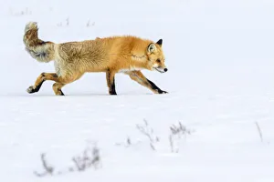 Red fox (Vulpes vulpes) walking through deep winter snow. Hayden Valley, Yellowstone, USA Red fox (Vulpes vulpes) walking through deep winter snow. Hayden Valley, Yellowstone, USA