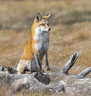 Red fox (Vulpes vulpes) in its winter coat, Yellowstone National Park, Wyoming, USA. October Red fox (Vulpes vulpes) in its winter coat, Yellowstone National Park, Wyoming, USA. October