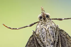 Red-green carpet moth (Chloroclysta siterata), underside of individual resting on a Red-green carpet moth (Chloroclysta siterata), underside of individual resting on a