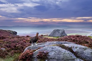 Red grouse (Lagopus lagopus scoticus) on heather moorland, Peak District NP, UK Red grouse (Lagopus lagopus scoticus) on heather moorland, Peak District NP, UK