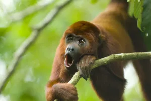 Red howler monkey (Alouatta seniculus) howling, captive, digitally modified Red howler monkey (Alouatta seniculus) howling, captive, digitally modified