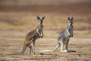 Red kangaroo (Macropus rufus) on open plain. showing brown and grey forms, Diamantina River, Queensland, Australia Red kangaroo (Macropus rufus) on open plain. showing brown and grey forms, Diamantina River, Queensland, Australia
