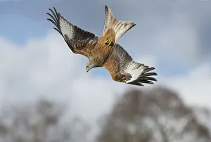 Red kite (Milvus milvus) in a dive, Gigrin Farm, Rhayader, Wales, UK April Red kite (Milvus milvus) in a dive, Gigrin Farm, Rhayader, Wales, UK April