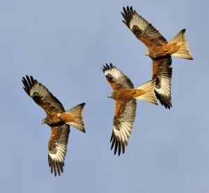 Three Red Kites (Milvus milvus) chasing each other in flight. Wales, UK. November Three Red Kites (Milvus milvus) chasing each other in flight. Wales, UK. November