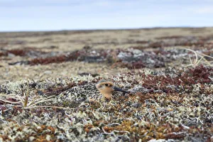 Red knot (Calidris canutus rogersi) incubating nest on a coastal gravel spit. Chukotka, Russia Red knot (Calidris canutus rogersi) incubating nest on a coastal gravel spit. Chukotka, Russia