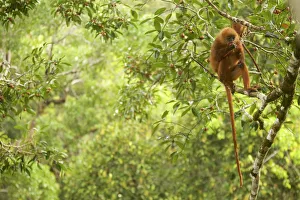 Red leaf monkey (Presbytis rubicunda) female feeding in Strangler fig tree (Ficus Red leaf monkey (Presbytis rubicunda) female feeding in Strangler fig tree (Ficus