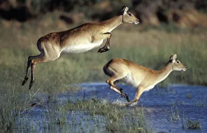 Red lechwe pair running & jumping in swamp {Kobus leche}. Khwai river, Moremi GR Red lechwe pair running & jumping in swamp {Kobus leche}. Khwai river, Moremi GR