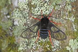 Red-legged bumble-moth (Homoeocera gigantea) on Lichen covered tree trunk. Costa Rica Red-legged bumble-moth (Homoeocera gigantea) on Lichen covered tree trunk. Costa Rica