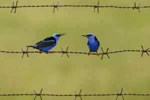 Red-legged honeycreeper (Cyanerpes cyaneus) two males on barbed wire. Costa Rica Red-legged honeycreeper (Cyanerpes cyaneus) two males on barbed wire. Costa Rica