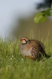 Red Legged Partridge {Alectoris rufa} Norfolk, UK Red Legged Partridge {Alectoris rufa} Norfolk, UK