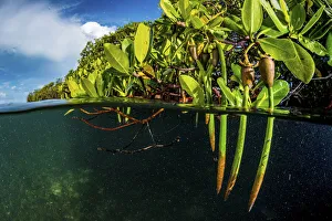 Red mangrove (Rhizophora mangle) propagules / plantlets which become fully mature plants Red mangrove (Rhizophora mangle) propagules / plantlets which become fully mature plants