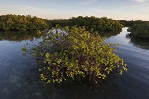 Red Mangrove (Rhizophora mangle) forest, Cienaga de Zapata National Park Red Mangrove (Rhizophora mangle) forest, Cienaga de Zapata National Park