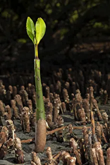 Red Mangrove (Rhizophora mangle) seedling, Bahia Magdalena, Baja California Peninsula Red Mangrove (Rhizophora mangle) seedling, Bahia Magdalena, Baja California Peninsula