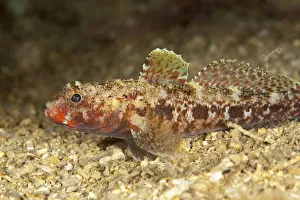 Red mouthed goby (Gobius cruentatus) on seabed, Larvotto Marine Reserve, Monaco Red mouthed goby (Gobius cruentatus) on seabed, Larvotto Marine Reserve, Monaco