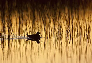 Red-necked phalarope (Phalaropus lobatus) on water silhouetted, Thingeyjarsyslur Red-necked phalarope (Phalaropus lobatus) on water silhouetted, Thingeyjarsyslur