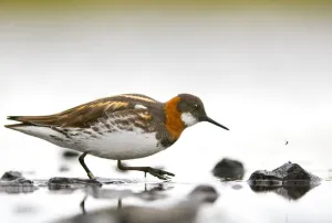 Red-necked phalarope (Phalaropus lobatus) female about to strike at a fly hovering nearby Red-necked phalarope (Phalaropus lobatus) female about to strike at a fly hovering nearby