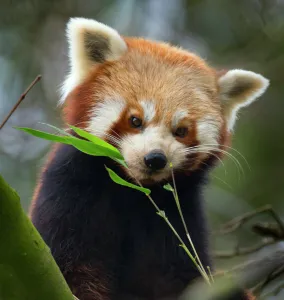 Red panda (Ailurus fulgens) captive, occurs in China Red panda (Ailurus fulgens) captive, occurs in China