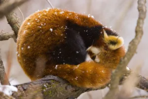 Red panda {Ailurus fulgens} resting on branch in snow, China, captive Red panda {Ailurus fulgens} resting on branch in snow, China, captive