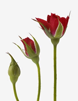 Images Dated 24th May 2006: Red rose flower opening from bud - sequence, digital composite