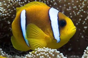 Red Sea anemonefish (Amphiprion bicinctus) in sea-anemone, Red Sea Red Sea anemonefish (Amphiprion bicinctus) in sea-anemone, Red Sea