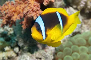 Red Sea anemonefish (Amphiprion bicinctus) in anemone. Egypt, Red Sea Red Sea anemonefish (Amphiprion bicinctus) in anemone. Egypt, Red Sea