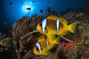 Red Sea anemonefish (Amphiprion bicinctus) in their home, a Sea anemone (Heteractis magnifica) Red Sea anemonefish (Amphiprion bicinctus) in their home, a Sea anemone (Heteractis magnifica)