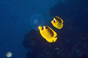 Red Sea racoon / Striped butterflyfish (Chaetodon fasciatus) feeding on a jellyfish Red Sea racoon / Striped butterflyfish (Chaetodon fasciatus) feeding on a jellyfish