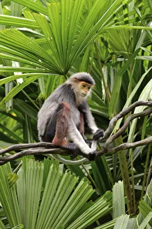 Red-shanked Douc langur (Pygathrix nemaeus) Red-shanked Douc langur (Pygathrix nemaeus)