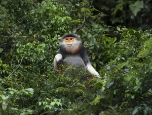 Red shanked douc langur (Pygathrix nemaeus) Son Tra Nature Reserve, Vietnam Red shanked douc langur (Pygathrix nemaeus) Son Tra Nature Reserve, Vietnam