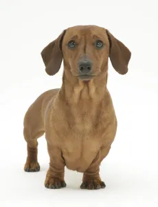 Red smooth-haired Miniature Dachshund bitch, standing, against white background Red smooth-haired Miniature Dachshund bitch, standing, against white background