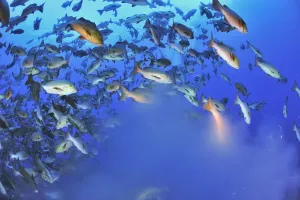 Red snappers / Two-spot red snappers (Lutjanus bohar) mass shoal of fish spawning Red snappers / Two-spot red snappers (Lutjanus bohar) mass shoal of fish spawning