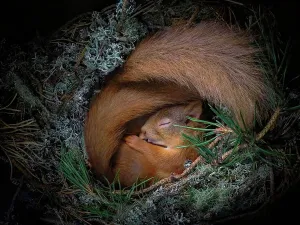 Red squirrel (Sciurus vulgaris), two curled up asleep in drey inside nest box. Nest of lichen Red squirrel (Sciurus vulgaris), two curled up asleep in drey inside nest box. Nest of lichen