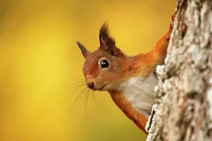 Red squirrel (Sciurus vulgaris) with autumn colours, Cairngorms National Park, Highlands Red squirrel (Sciurus vulgaris) with autumn colours, Cairngorms National Park, Highlands
