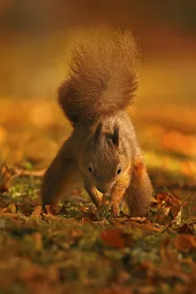 Red Squirrel (Sciurus vulgaris) burying food, Highlands, Scotland, UK, October Red Squirrel (Sciurus vulgaris) burying food, Highlands, Scotland, UK, October
