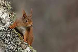 Eurasian Red Squirrel Photo Prints: Red squirrel (Sciurus vulgaris) climbing on tree trunk