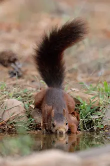 Eurasian Red Squirrel Images Prints: Red squirrel (Sciurus vulgaris) drinking at pool, La Rioja, Spain. August