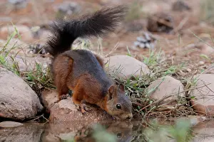 Sciurus Vulgaris Images Prints: Red squirrel (Sciurus vulgaris) drinking at pool, La Rioja, Spain. August